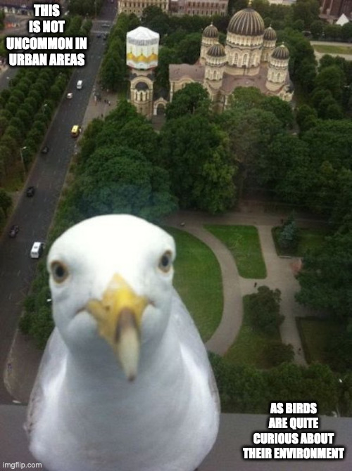 Eagle Staring At Camera | THIS IS NOT UNCOMMON IN URBAN AREAS; AS BIRDS ARE QUITE CURIOUS ABOUT THEIR ENVIRONMENT | image tagged in eagle,memes | made w/ Imgflip meme maker