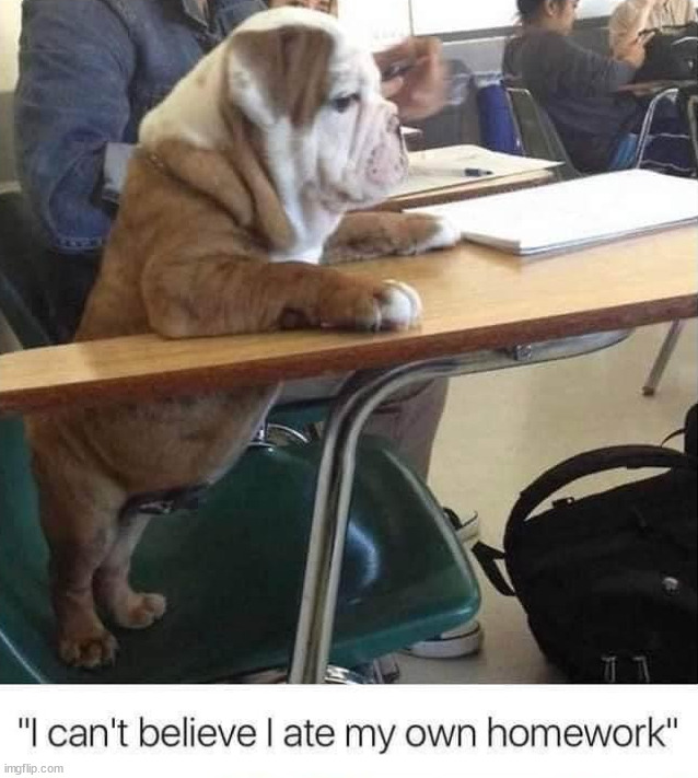 If a dog was in your class | image tagged in school | made w/ Imgflip meme maker