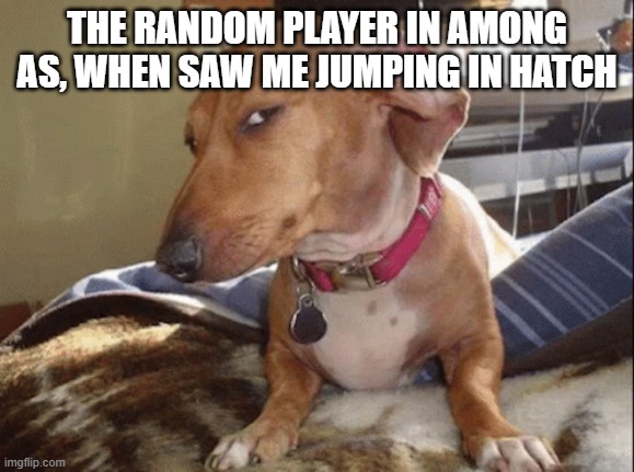 Among As | THE RANDOM PLAYER IN AMONG AS, WHEN SAW ME JUMPING IN HATCH | image tagged in funny,memes,among us,dogs | made w/ Imgflip meme maker
