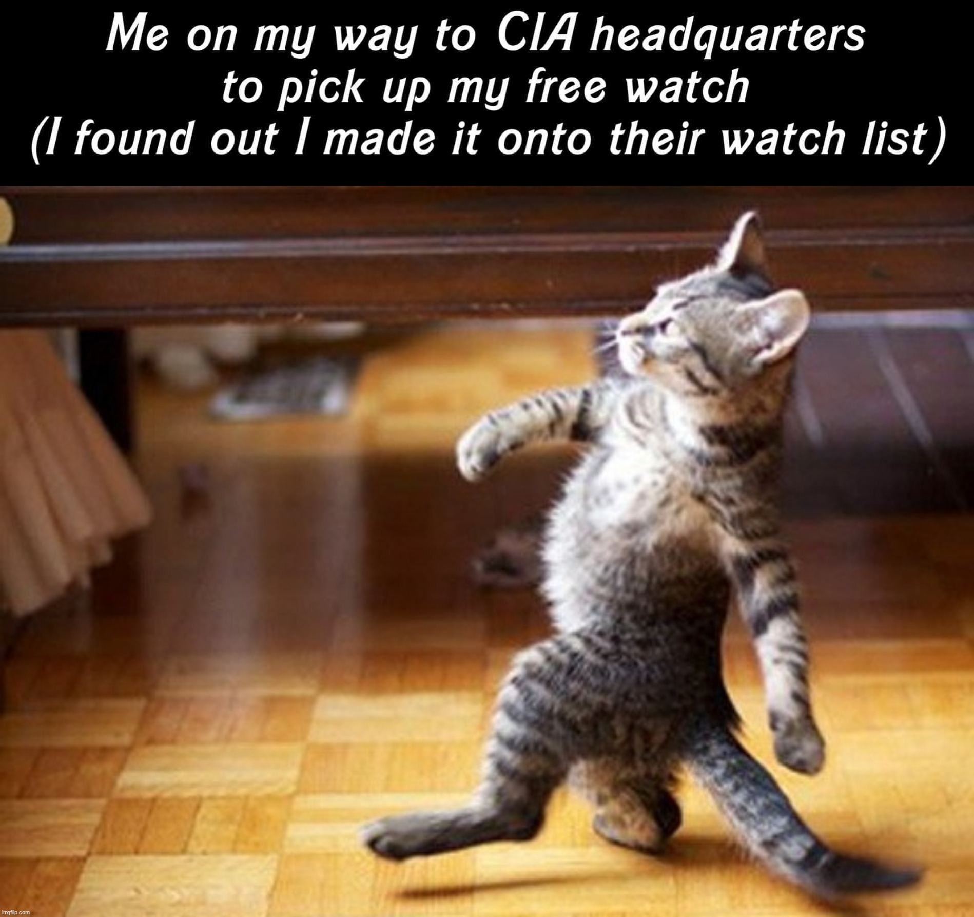 image tagged in cat walking like a boss,political meme | made w/ Imgflip meme maker