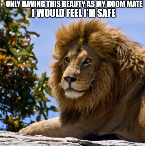 lion | ONLY HAVING THIS BEAUTY AS MY ROOM MATE; I WOULD FEEL I'M SAFE | image tagged in lion | made w/ Imgflip meme maker