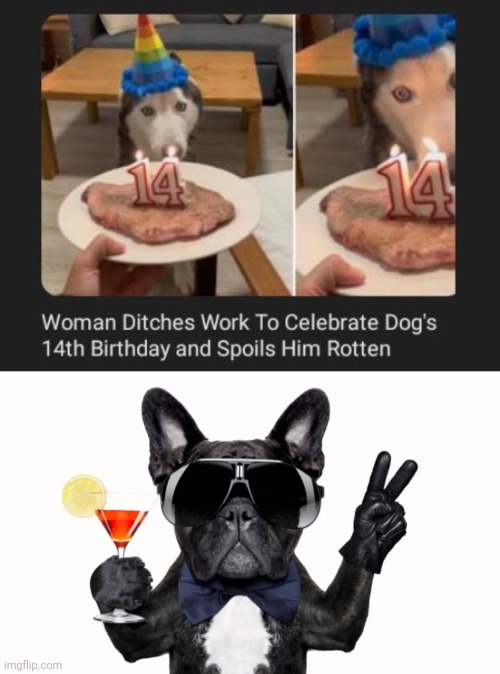 A dog's 14th birthday | image tagged in cool dog birthday,dogs,dog,birthday,memes,celebration | made w/ Imgflip meme maker