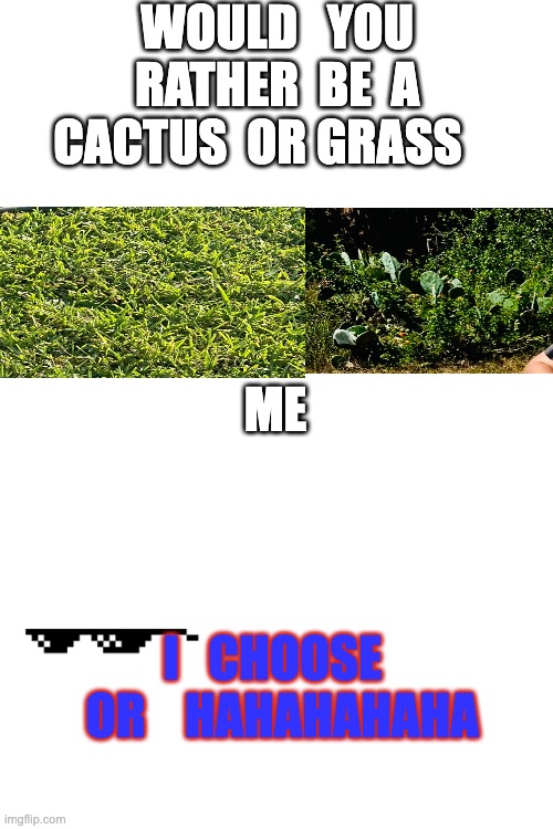 WOULD   YOU  RATHER  BE  A  CACTUS  OR GRASS; ME; I   CHOOSE   OR    HAHAHAHAHA | image tagged in plants | made w/ Imgflip meme maker