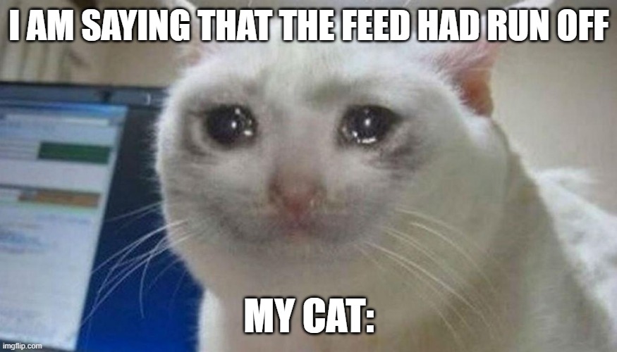 Cat Meme | I AM SAYING THAT THE FEED HAD RUN OFF; MY CAT: | image tagged in cats,memes,funny,funny memes | made w/ Imgflip meme maker