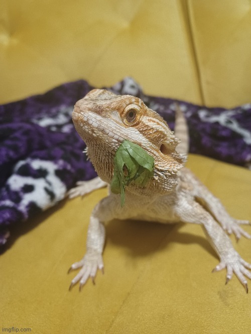 Excuse me? Sir? There is uh...something on your face | image tagged in bearded dragon | made w/ Imgflip meme maker