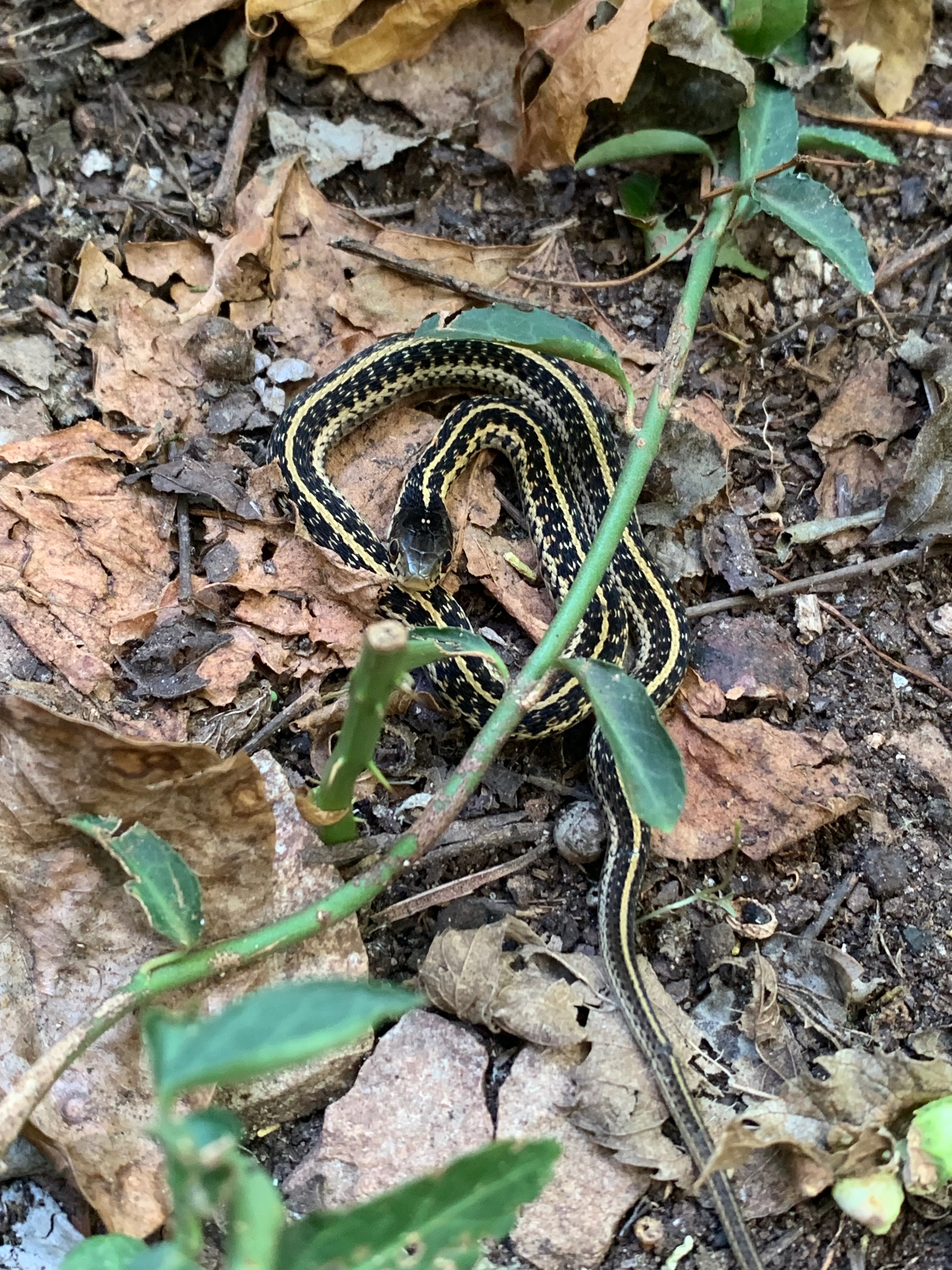 Adorable. | made w/ Imgflip meme maker