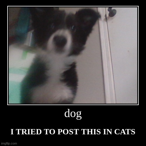 :( | dog | I TRIED TO POST THIS IN CATS | image tagged in funny,demotivationals | made w/ Imgflip demotivational maker