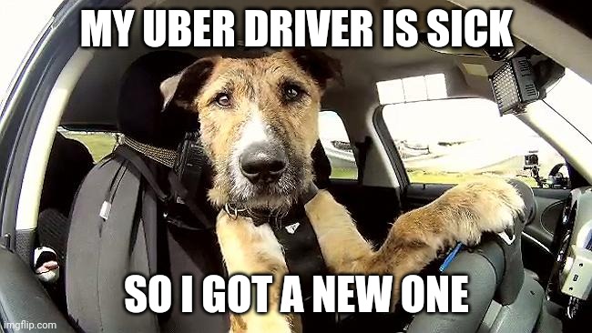 New Uber driver | MY UBER DRIVER IS SICK; SO I GOT A NEW ONE | image tagged in dogs,uber | made w/ Imgflip meme maker