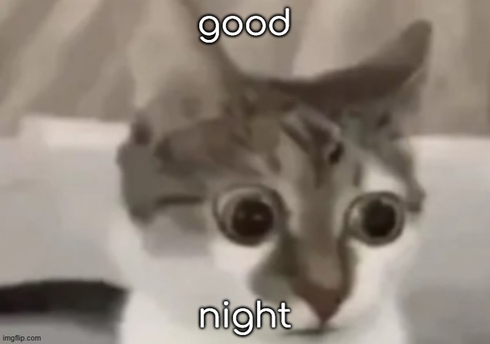 gn | good; night | image tagged in bombastic side eye cat | made w/ Imgflip meme maker