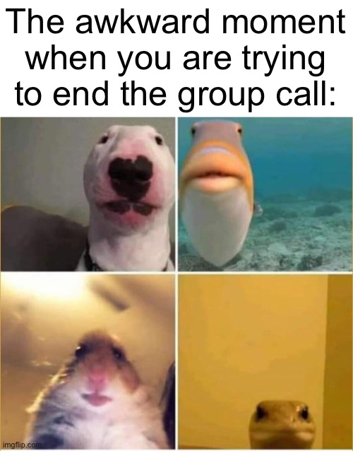 “uh, whos gonna end the call?” | The awkward moment when you are trying to end the group call: | image tagged in animals on facetime,funny,memes,awkward,call | made w/ Imgflip meme maker