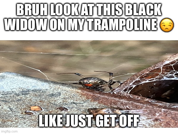 Spider man | BRUH LOOK AT THIS BLACK WIDOW ON MY TRAMPOLINE 😒; LIKE JUST GET OFF | image tagged in black widow,bruh,trampoline | made w/ Imgflip meme maker