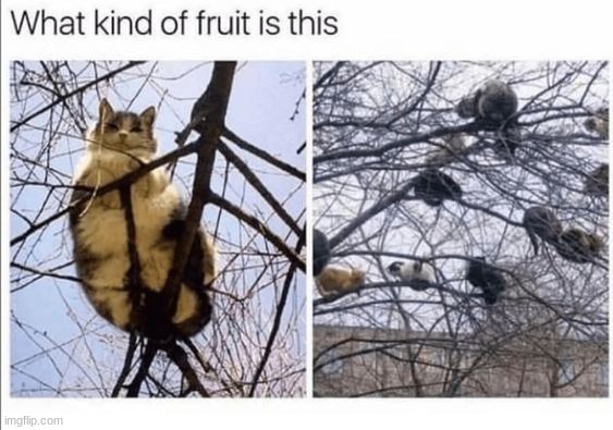 I love catples | image tagged in memes,funny,cats | made w/ Imgflip meme maker