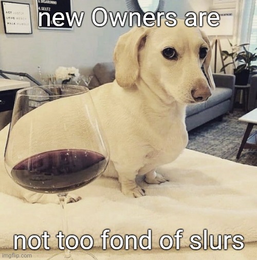 not too fond dog | new Owners are not too fond of slurs | image tagged in not too fond dog | made w/ Imgflip meme maker