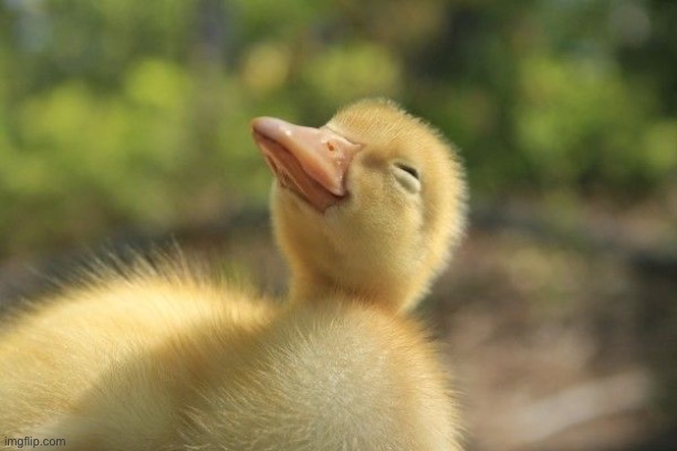 SLEEPY DUCKLING | image tagged in sleepy duckling | made w/ Imgflip meme maker