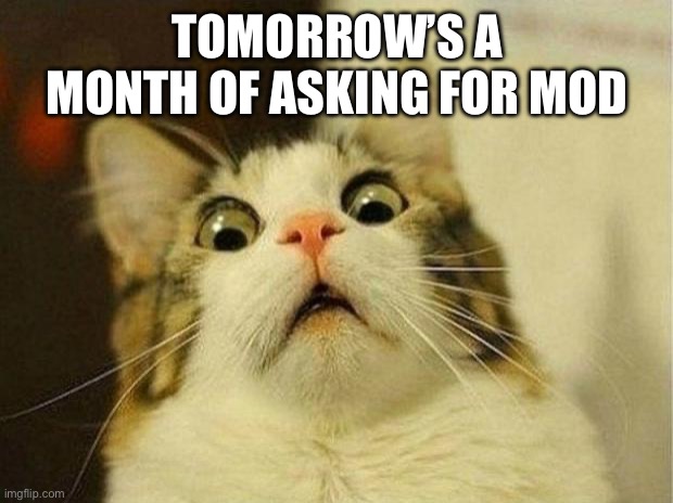 Scared Cat | TOMORROW’S A MONTH OF ASKING FOR MOD | image tagged in memes,scared cat | made w/ Imgflip meme maker