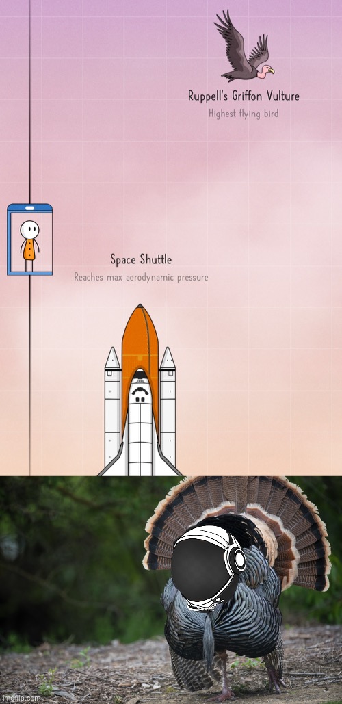 Space turkey | image tagged in turkey | made w/ Imgflip meme maker