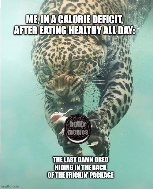 Danger kitty hungry kitty | ME, IN A CALORIE DEFICIT, AFTER EATING HEALTHY ALL DAY:; bulKy memes; THE LAST DAMN OREO HIDING IN THE BACK OF THE FRICKIN' PACKAGE | image tagged in oreo,dieting,healthy,cat,leopard | made w/ Imgflip meme maker