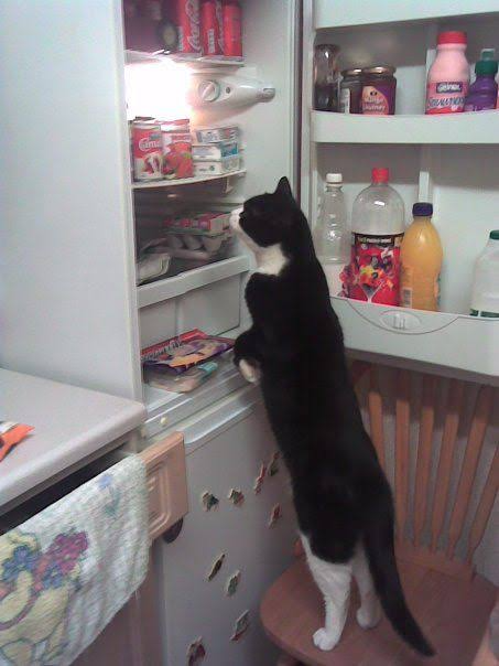 Cat in fridge Blank Meme Template