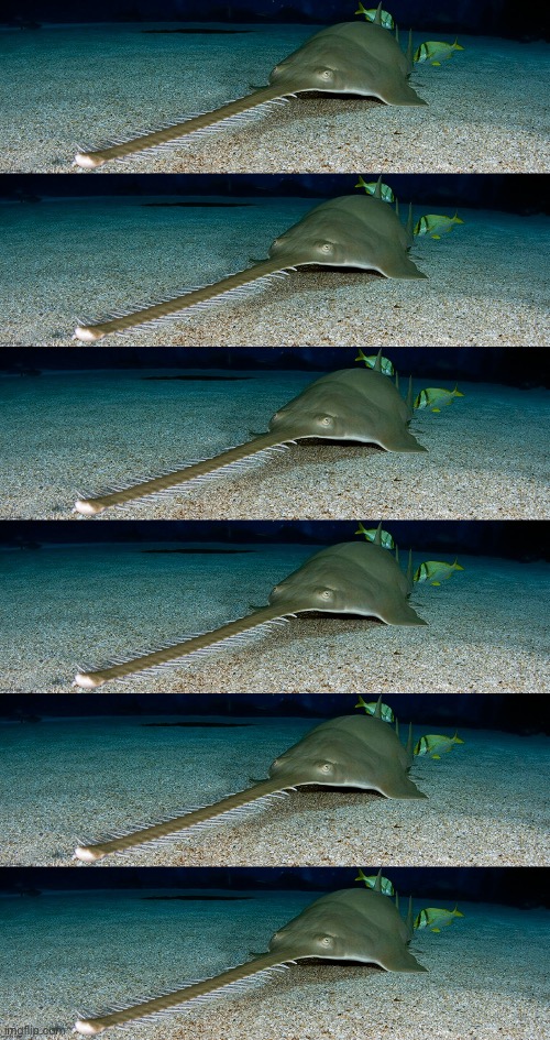 image tagged in cool sawfish | made w/ Imgflip meme maker