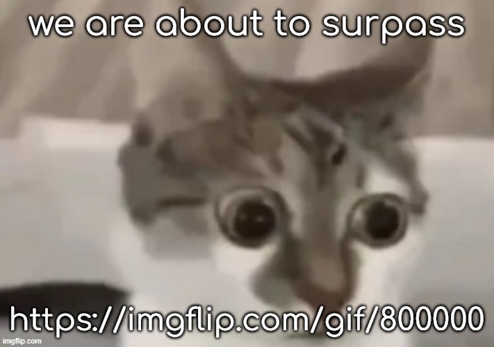 bombastic side eye cat | we are about to surpass; https://imgflip.com/gif/800000 | image tagged in bombastic side eye cat | made w/ Imgflip meme maker