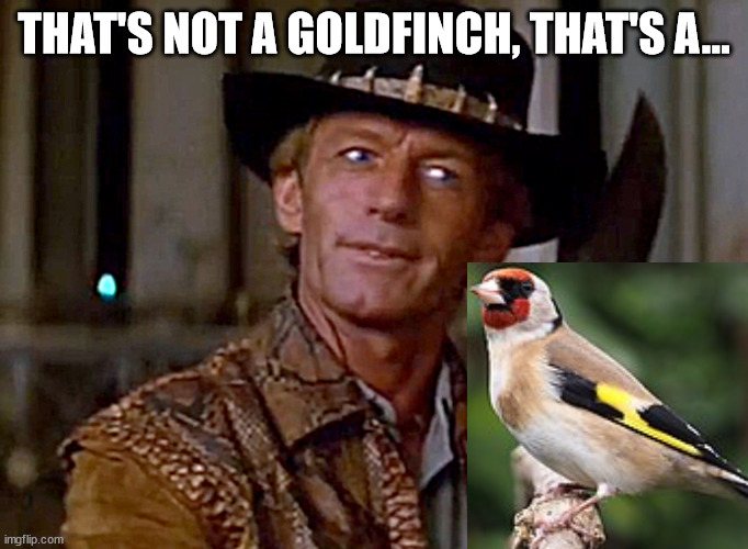 Crocodile Dundee Knife | THAT'S NOT A GOLDFINCH, THAT'S A... | image tagged in crocodile dundee knife | made w/ Imgflip meme maker