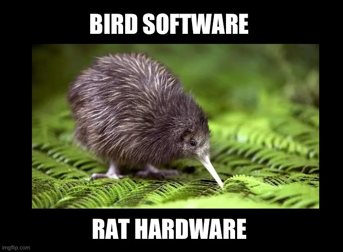 Bird Software, Rat Hardware ( Kiwi ) | BIRD SOFTWARE; RAT HARDWARE | image tagged in blank black,birds,cute animals,animal meme,funny animal meme,birb | made w/ Imgflip meme maker