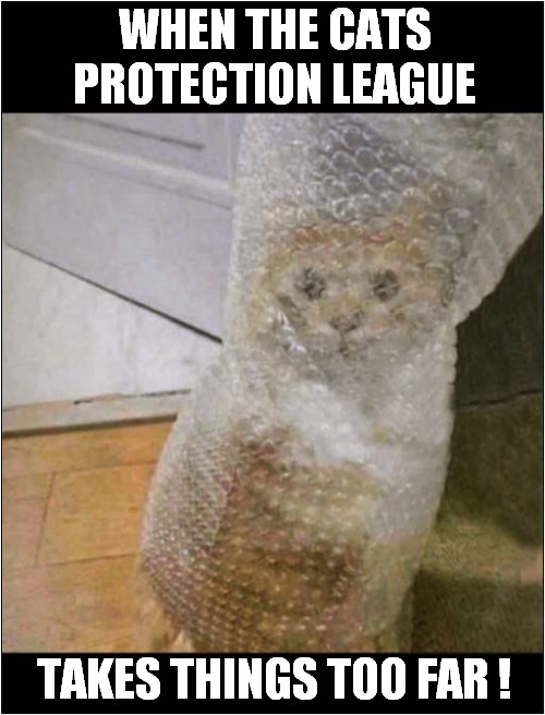 Bubble Wrapped Cat ! | WHEN THE CATS PROTECTION LEAGUE; TAKES THINGS TOO FAR ! | image tagged in cats,bubble wrap,protection,too far | made w/ Imgflip meme maker