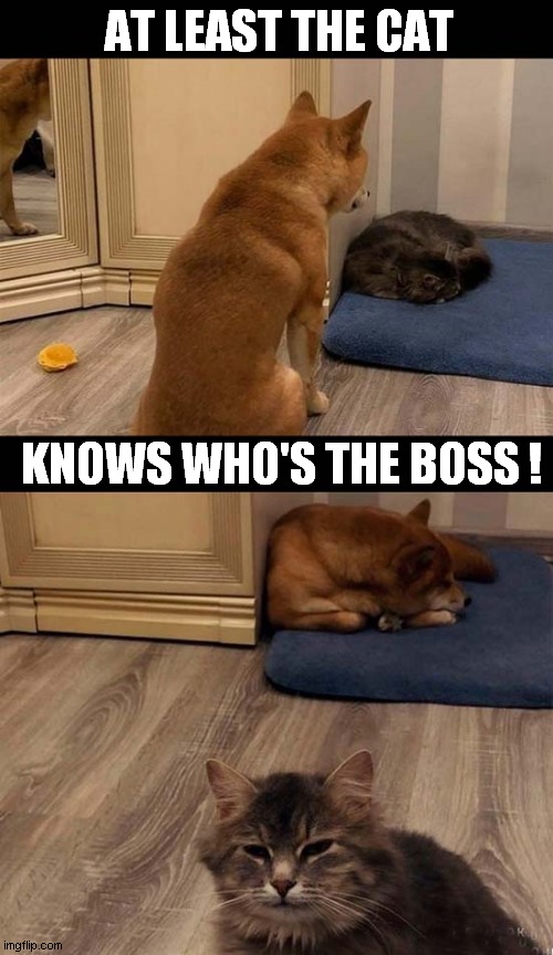 Top Dog ! | AT LEAST THE CAT; KNOWS WHO'S THE BOSS ! | image tagged in dogs,cat,boss,bed | made w/ Imgflip meme maker