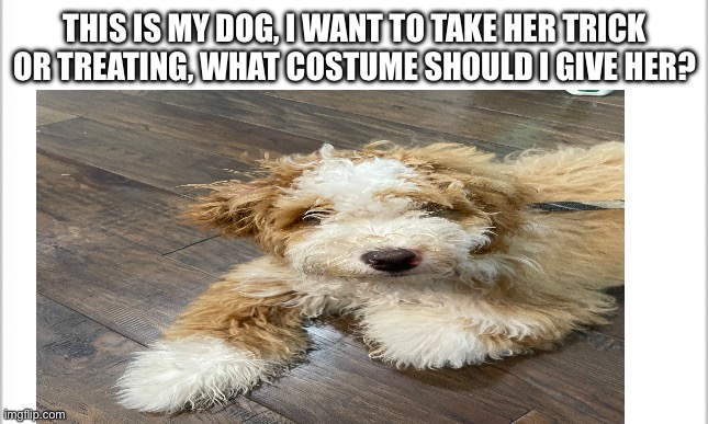 Please help me, and is the dog cute? | THIS IS MY DOG, I WANT TO TAKE HER TRICK OR TREATING, WHAT COSTUME SHOULD I GIVE HER? | image tagged in white background | made w/ Imgflip meme maker