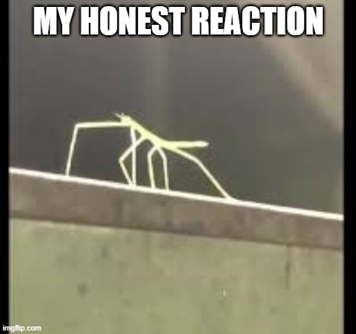 Stickbug | MY HONEST REACTION | image tagged in stickbug | made w/ Imgflip meme maker
