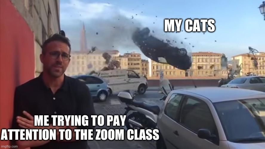 Severe car crash photobombing Ryan Reynolds | MY CATS; ME TRYING TO PAY ATTENTION TO THE ZOOM CLASS | image tagged in severe car crash photobombing ryan reynolds | made w/ Imgflip meme maker