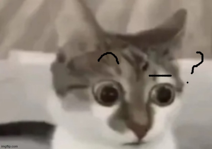 bombastic side eye cat | image tagged in bombastic side eye cat | made w/ Imgflip meme maker