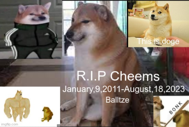 memorial for cheems | image tagged in cheems | made w/ Imgflip meme maker