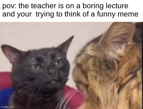 COME ON, THINK THINK THINK >:( | pov: the teacher is on a boring lecture and your  trying to think of a funny meme | image tagged in black cat zoning out,school,funny,so true memes,cats | made w/ Imgflip meme maker