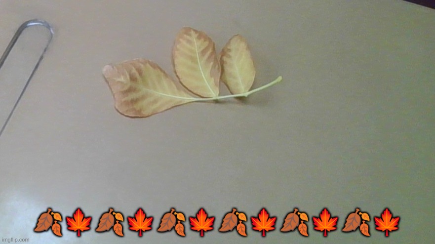 ITS OFFICIALLY FALL! | 🍂🍁🍂🍁🍂🍁🍂🍁🍂🍁🍂🍁 | image tagged in fall,autumn leaves,dragonz,camera | made w/ Imgflip meme maker