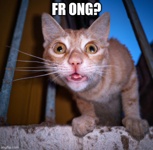 goofy ass cat | FR ONG? | image tagged in goofy ass cat | made w/ Imgflip meme maker