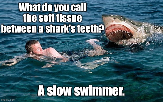 A slow swimmer | What do you call the soft tissue between a shark's teeth? A slow swimmer. | image tagged in swimming with sharks,soft tissue,between teeth,slow swimmer,fun | made w/ Imgflip meme maker