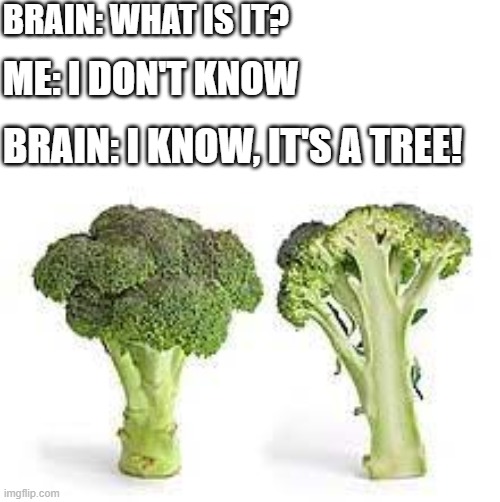 who elsed called it a tree | BRAIN: WHAT IS IT? ME: I DON'T KNOW; BRAIN: I KNOW, IT'S A TREE! | image tagged in relatable,broccoli | made w/ Imgflip meme maker