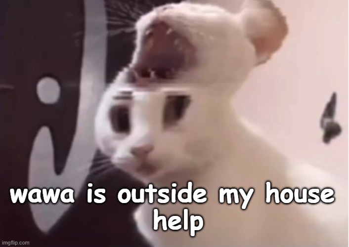 Shocked cat | wawa is outside my house 
help | image tagged in shocked cat | made w/ Imgflip meme maker