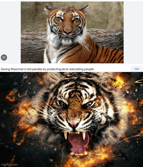 TIGER | image tagged in roaring tiger abstract,tiger,tigers,memes,you had one job,red panda | made w/ Imgflip meme maker