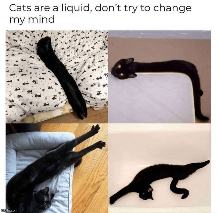 Liquid cats | image tagged in memes,funny,cats | made w/ Imgflip meme maker