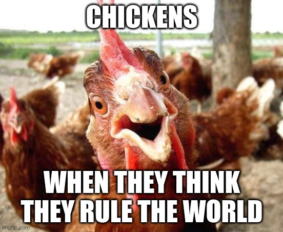 buut | CHICKENS; WHEN THEY THINK THEY RULE THE WORLD | image tagged in chicken | made w/ Imgflip meme maker