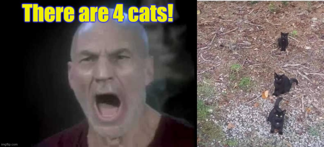 Four Cats | There are 4 cats! | image tagged in picard four lights,4 cats1,star trek,picard,where's waldo | made w/ Imgflip meme maker