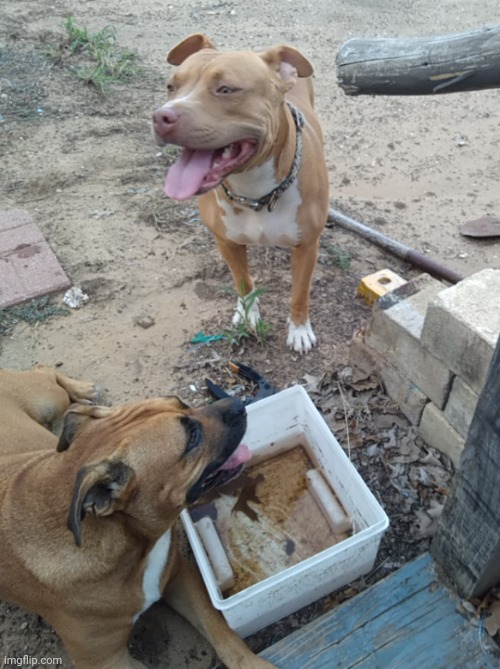 they came back to visit so i gave them clean water and food but they drank out of this instead??? | made w/ Imgflip meme maker