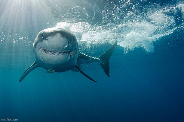 Great White | image tagged in great white | made w/ Imgflip meme maker