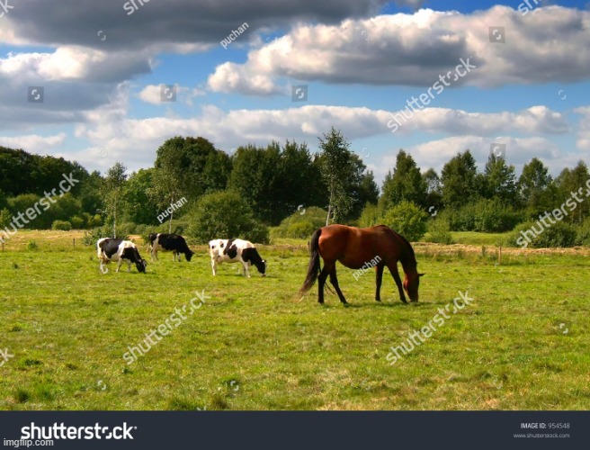 Cows and horse | image tagged in cows and horse | made w/ Imgflip meme maker