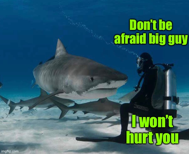 That was the last fish he comforted | Don’t be afraid big guy; I won’t hurt you | image tagged in shark,diver,dumb | made w/ Imgflip meme maker