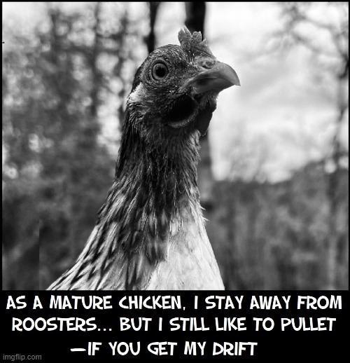 A chicken who's willing to level with us! | image tagged in vince vance,chickens,roosters,memes,funny animals,double entendres | made w/ Imgflip meme maker