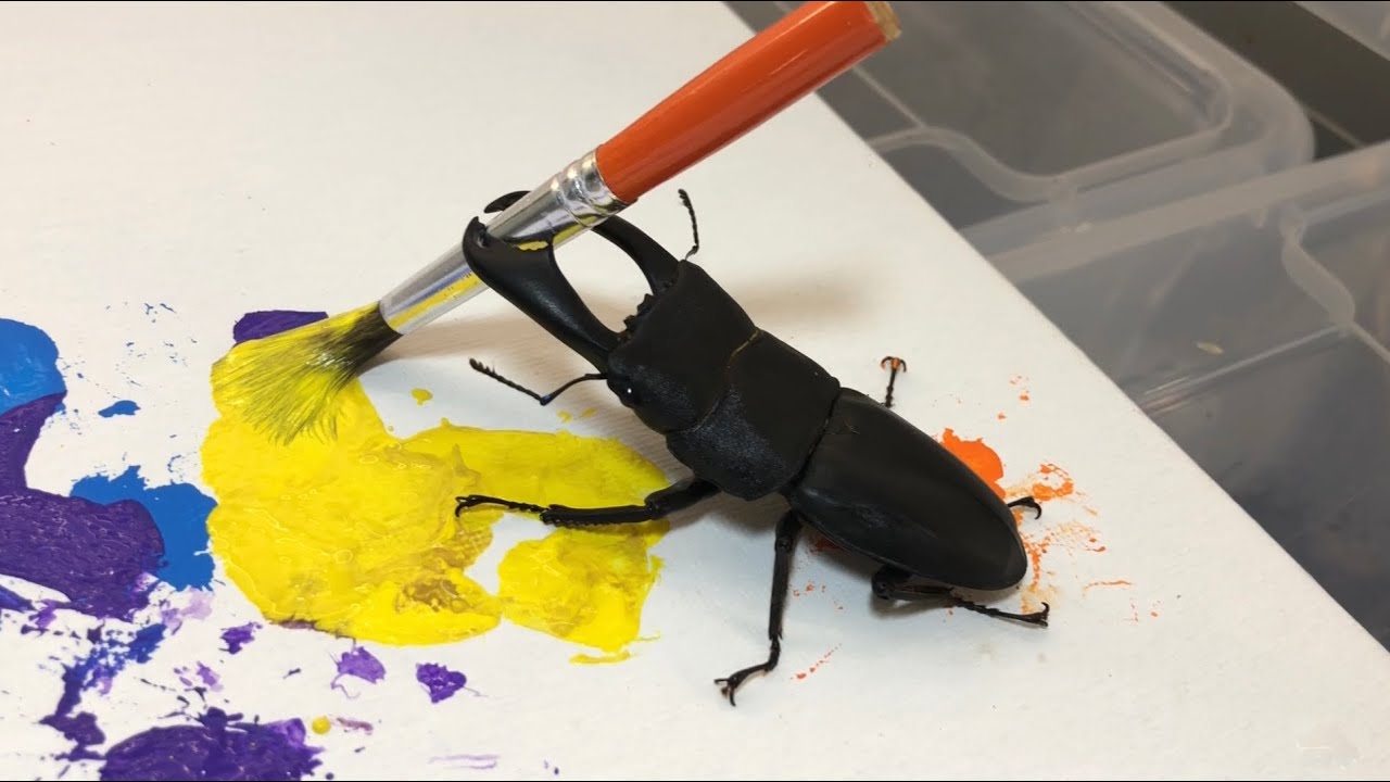 High Quality stag beetle painting Blank Meme Template