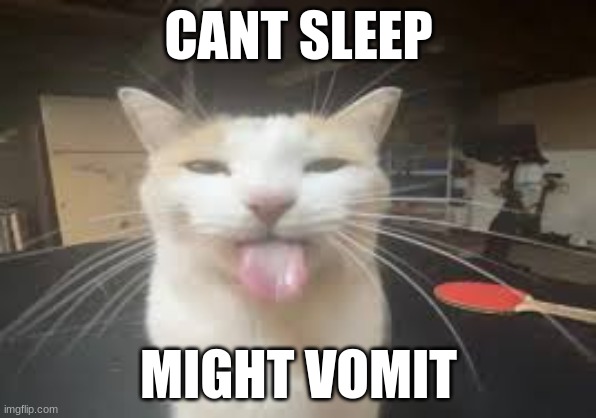 Cat | CANT SLEEP; MIGHT VOMIT | image tagged in cat | made w/ Imgflip meme maker